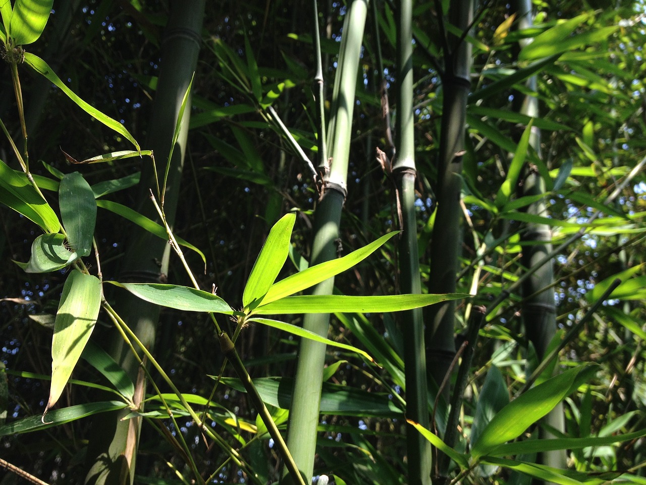 Top 10 Plants for a Zen Garden